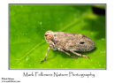 Unidentified froghopper